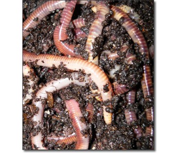 A Snapshot of Worm Biology