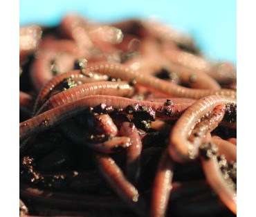 How Do Worms Benefit My Garden?