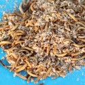 2000 Mealworms