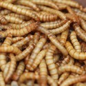 5000 Mealworms