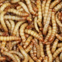 1000 Mealworms